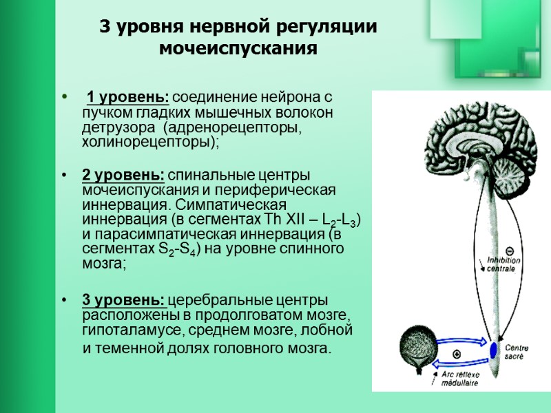 3 уровня нервной регуляции мочеиспускания  1 уровень: соединение нейрона с пучком гладких мышечных